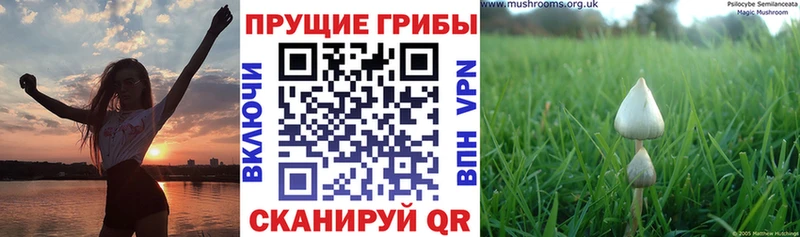 Псилоцибиновые грибы Psilocybe  Рассказово 
